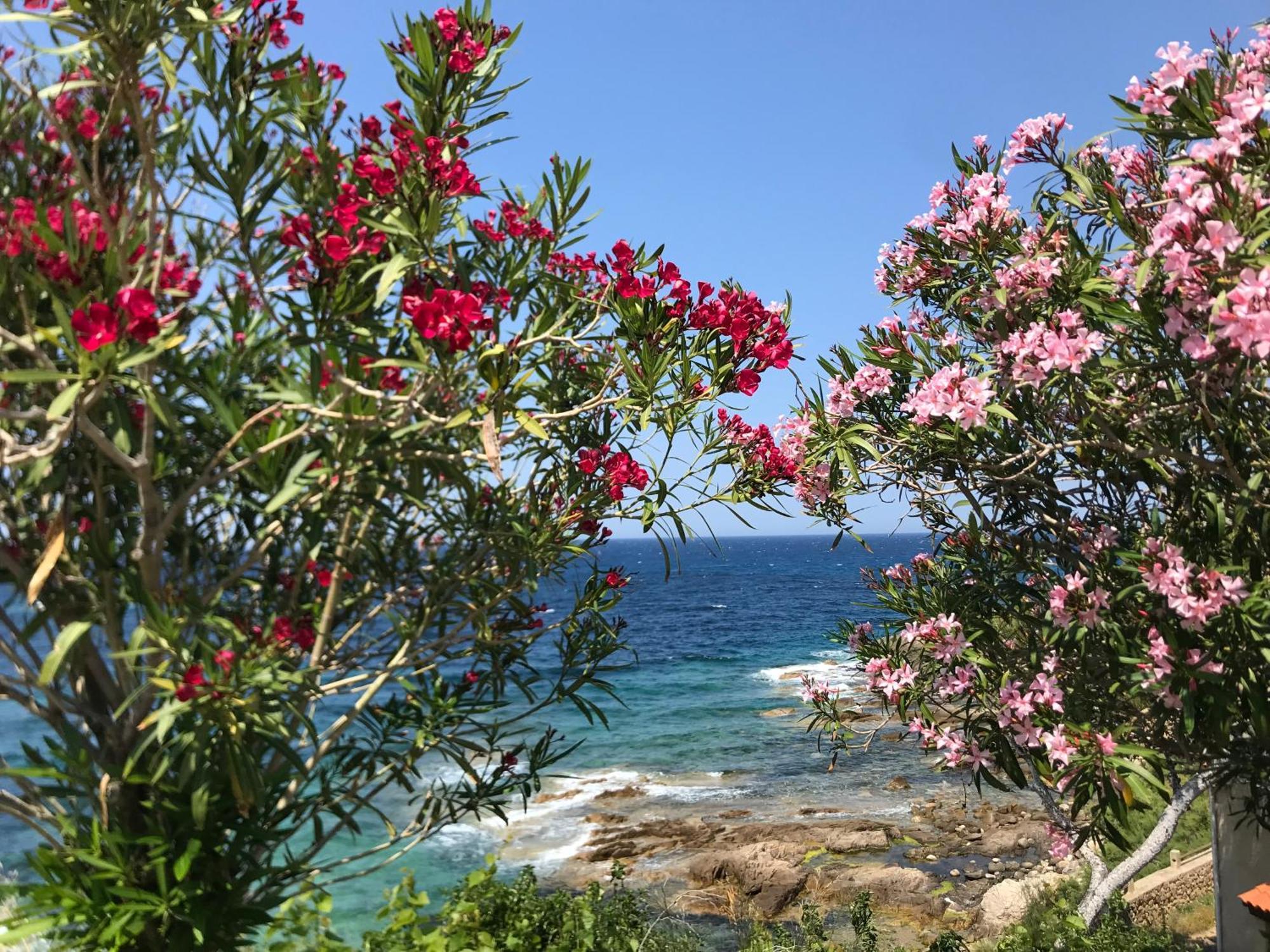 Ferienwohnung Nidu Accogliente In Balagna LʼÎle-Rousse Exterior foto